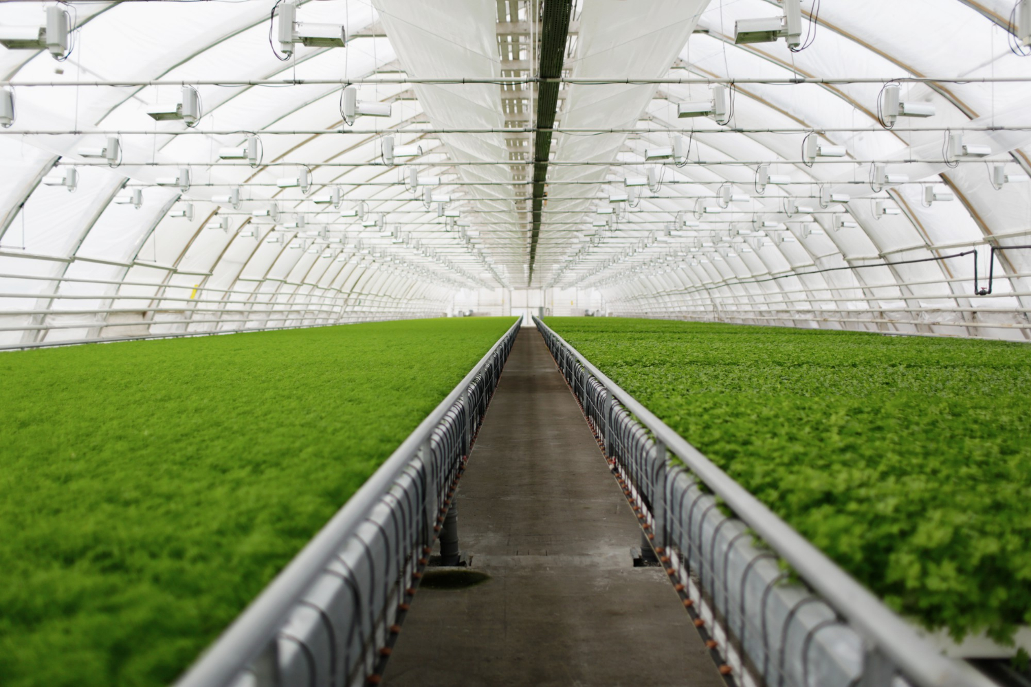 young-plants-growing-very-large-plant-commercial-greenhouse.jpg